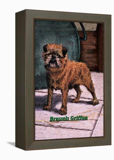 Typical Brussels Griffon Champion-null-Framed Stretched Canvas