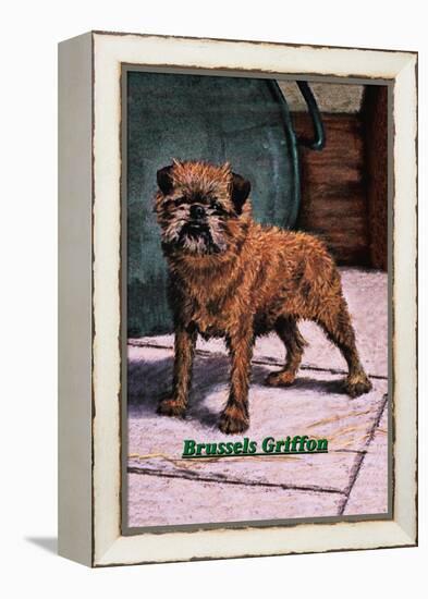 Typical Brussels Griffon Champion-null-Framed Stretched Canvas