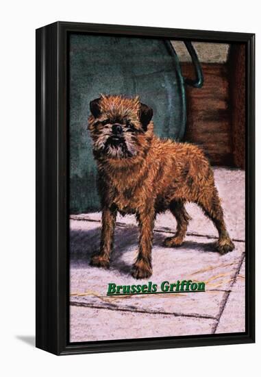 Typical Brussels Griffon Champion-null-Framed Stretched Canvas