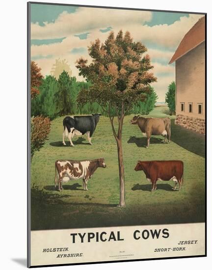 Typical Cows, c. 1904-Vintage Reproduction-Mounted Art Print