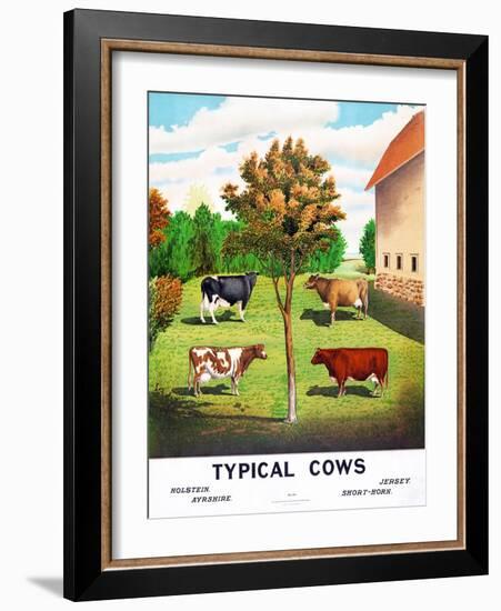 Typical Cows: Holstein, Jersey, Ayrshire, Short-Horn, 1904-null-Framed Giclee Print
