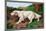 Typical English Setter-null-Mounted Art Print