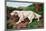 Typical English Setter-null-Mounted Art Print