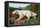 Typical English Setter-null-Framed Stretched Canvas
