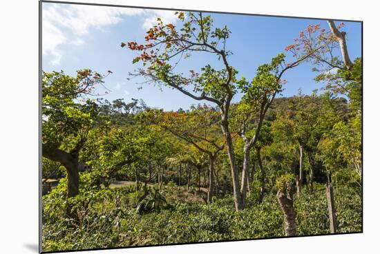 Typical Flowering Shade Tree Arabica Coffee Plantation in Highlands En Route to Jinotega-Rob Francis-Mounted Photographic Print