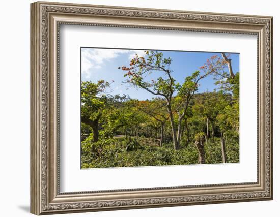 Typical Flowering Shade Tree Arabica Coffee Plantation in Highlands En Route to Jinotega-Rob Francis-Framed Photographic Print