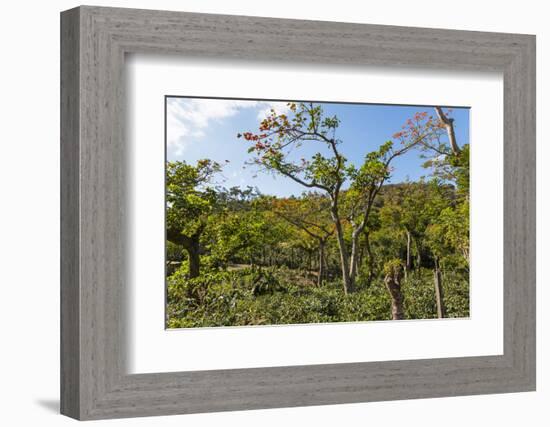 Typical Flowering Shade Tree Arabica Coffee Plantation in Highlands En Route to Jinotega-Rob Francis-Framed Photographic Print