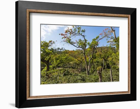 Typical Flowering Shade Tree Arabica Coffee Plantation in Highlands En Route to Jinotega-Rob Francis-Framed Photographic Print