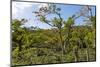 Typical Flowering Shade Tree Arabica Coffee Plantation in Highlands En Route to Jinotega-Rob Francis-Mounted Photographic Print