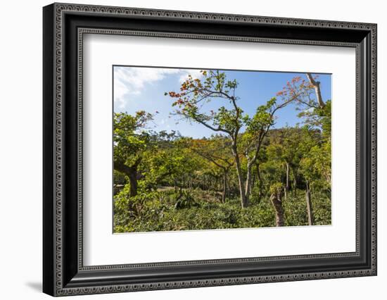 Typical Flowering Shade Tree Arabica Coffee Plantation in Highlands En Route to Jinotega-Rob Francis-Framed Photographic Print