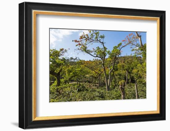 Typical Flowering Shade Tree Arabica Coffee Plantation in Highlands En Route to Jinotega-Rob Francis-Framed Photographic Print