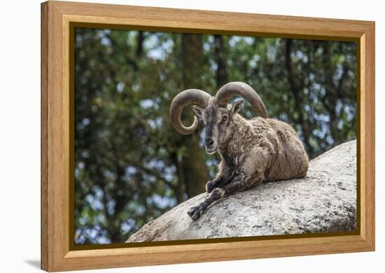 Typical Goat of Northern India Rests on a Rock in the Sun in a Wildlife Reserve, Darjeeling, India-Roberto Moiola-Framed Premier Image Canvas