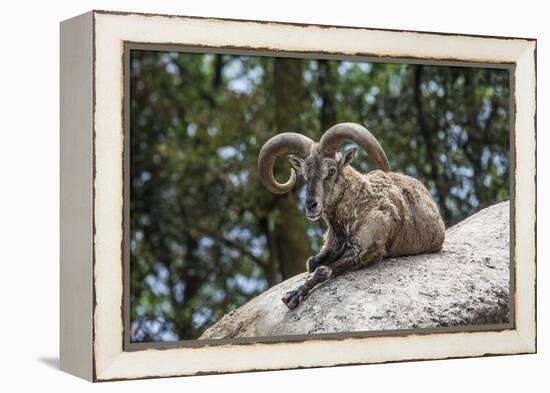 Typical Goat of Northern India Rests on a Rock in the Sun in a Wildlife Reserve, Darjeeling, India-Roberto Moiola-Framed Premier Image Canvas