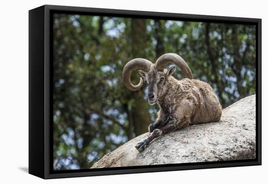 Typical Goat of Northern India Rests on a Rock in the Sun in a Wildlife Reserve, Darjeeling, India-Roberto Moiola-Framed Premier Image Canvas