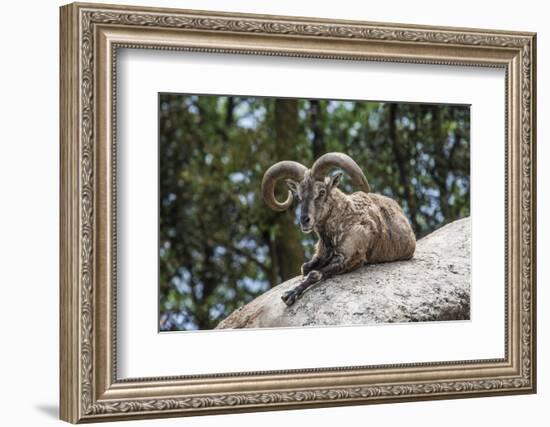 Typical Goat of Northern India Rests on a Rock in the Sun in a Wildlife Reserve, Darjeeling, India-Roberto Moiola-Framed Photographic Print