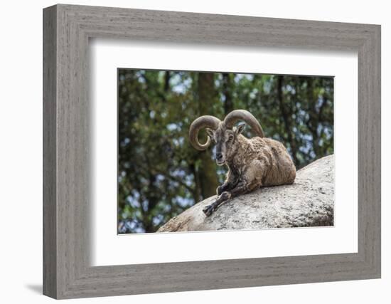 Typical Goat of Northern India Rests on a Rock in the Sun in a Wildlife Reserve, Darjeeling, India-Roberto Moiola-Framed Photographic Print