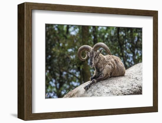 Typical Goat of Northern India Rests on a Rock in the Sun in a Wildlife Reserve, Darjeeling, India-Roberto Moiola-Framed Photographic Print