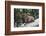 Typical Goat of Northern India Rests on a Rock in the Sun in a Wildlife Reserve, Darjeeling, India-Roberto Moiola-Framed Photographic Print