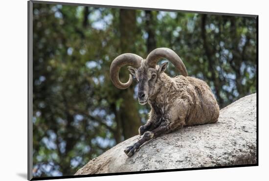 Typical Goat of Northern India Rests on a Rock in the Sun in a Wildlife Reserve, Darjeeling, India-Roberto Moiola-Mounted Photographic Print