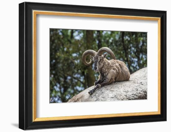 Typical Goat of Northern India Rests on a Rock in the Sun in a Wildlife Reserve, Darjeeling, India-Roberto Moiola-Framed Photographic Print