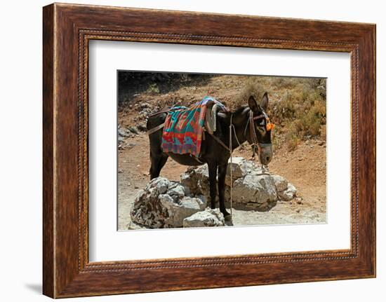 Typical Greek Donkey with Multicolor Saddle-felker-Framed Photographic Print