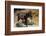 Typical Greek Donkey with Multicolor Saddle-felker-Framed Photographic Print