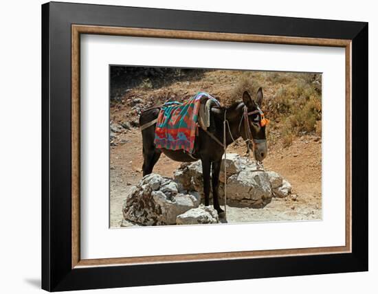 Typical Greek Donkey with Multicolor Saddle-felker-Framed Photographic Print