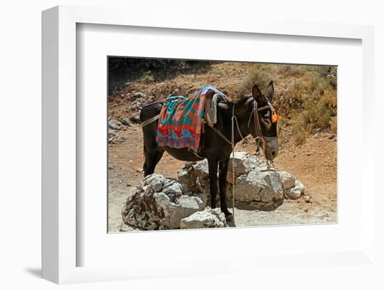 Typical Greek Donkey with Multicolor Saddle-felker-Framed Photographic Print