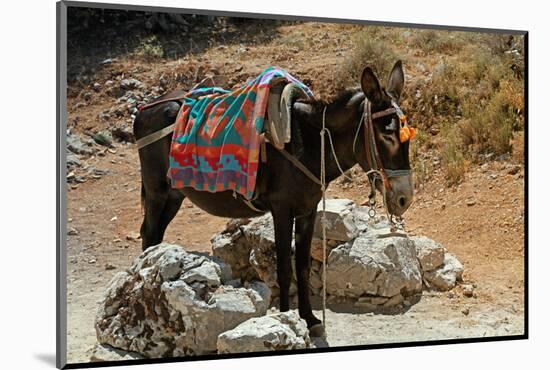 Typical Greek Donkey with Multicolor Saddle-felker-Mounted Photographic Print