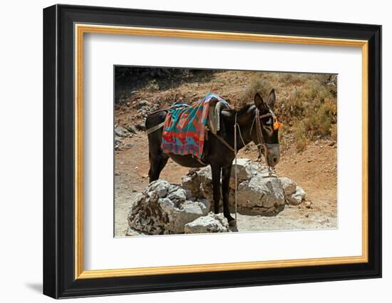 Typical Greek Donkey with Multicolor Saddle-felker-Framed Photographic Print
