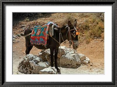 'Typical Greek Donkey with Multicolor Saddle' Photographic Print - felker |  Art.com