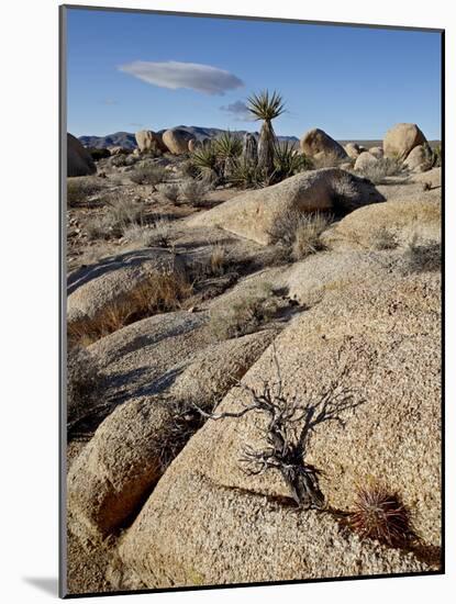 Typical Landscape, Joshua Tree National Park, California, United States of America, North America-James Hager-Mounted Photographic Print