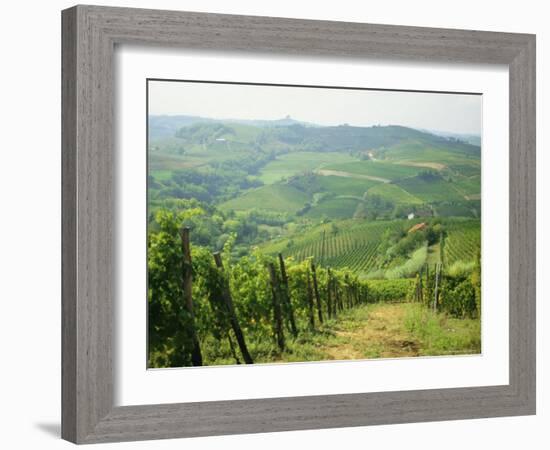 Typical Landscape of Vines in the Colli Piacentini, Piacenza, Emilia Romagna, Italy, Europe-Michael Newton-Framed Photographic Print