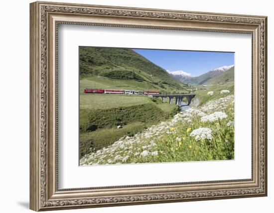 Typical red Swiss train on Hospental Viadukt surrounded by creek and blooming flowers, Andermatt, C-Roberto Moiola-Framed Photographic Print