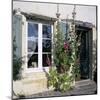 Typical Scene of Shuttered Windows and Hollyhocks, St. Martin, Ile de Re, Poitou-Charentes, France-Stuart Black-Mounted Photographic Print