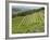 Typical Tuscan View around the Area of Lamole, Near Greve, Chianti, Tuscany, Italy, Europe-Robert Harding-Framed Photographic Print