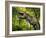 Tyrannosaurus Dinosaur, Artwork-Walter Myers-Framed Photographic Print