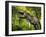 Tyrannosaurus Dinosaur, Artwork-Walter Myers-Framed Photographic Print