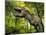 Tyrannosaurus Dinosaur, Artwork-Walter Myers-Mounted Photographic Print