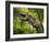 Tyrannosaurus Dinosaur, Artwork-Walter Myers-Framed Photographic Print