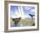 Tyrannosaurus Rex and Pteranodons Watch a Meteorite Impact-null-Framed Art Print