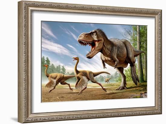 Tyrannosaurus Rex Attacking Two Struthiomimus Dinosaurs-null-Framed Art Print