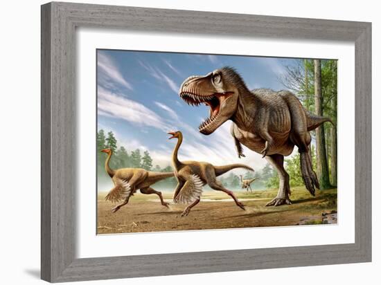 Tyrannosaurus Rex Attacking Two Struthiomimus Dinosaurs-null-Framed Art Print