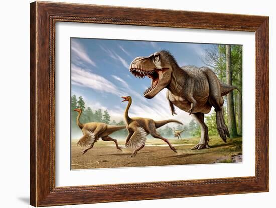 Tyrannosaurus Rex Attacking Two Struthiomimus Dinosaurs-null-Framed Art Print