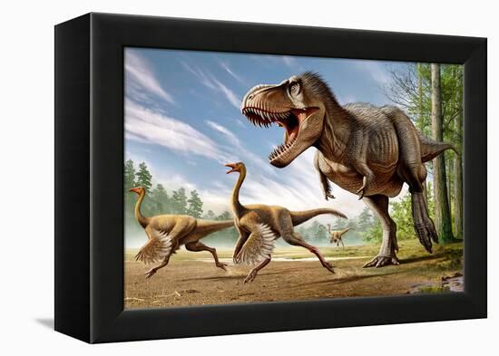 Tyrannosaurus Rex Attacking Two Struthiomimus Dinosaurs-null-Framed Stretched Canvas