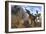 Tyrannosaurus Rex Attempts to Eat His Triceratops Kill While Pteranodons Harass Him-null-Framed Art Print