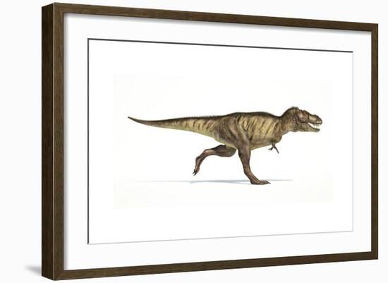 Tyrannosaurus Rex Dinosaur on White Background-null-Framed Art Print