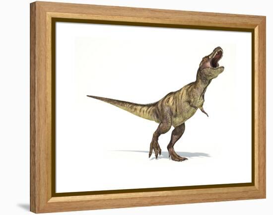 Tyrannosaurus Rex Dinosaur on White Background-null-Framed Stretched Canvas