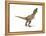 Tyrannosaurus Rex Dinosaur on White Background-null-Framed Stretched Canvas