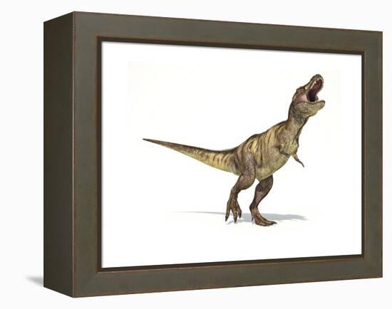 Tyrannosaurus Rex Dinosaur on White Background-null-Framed Stretched Canvas